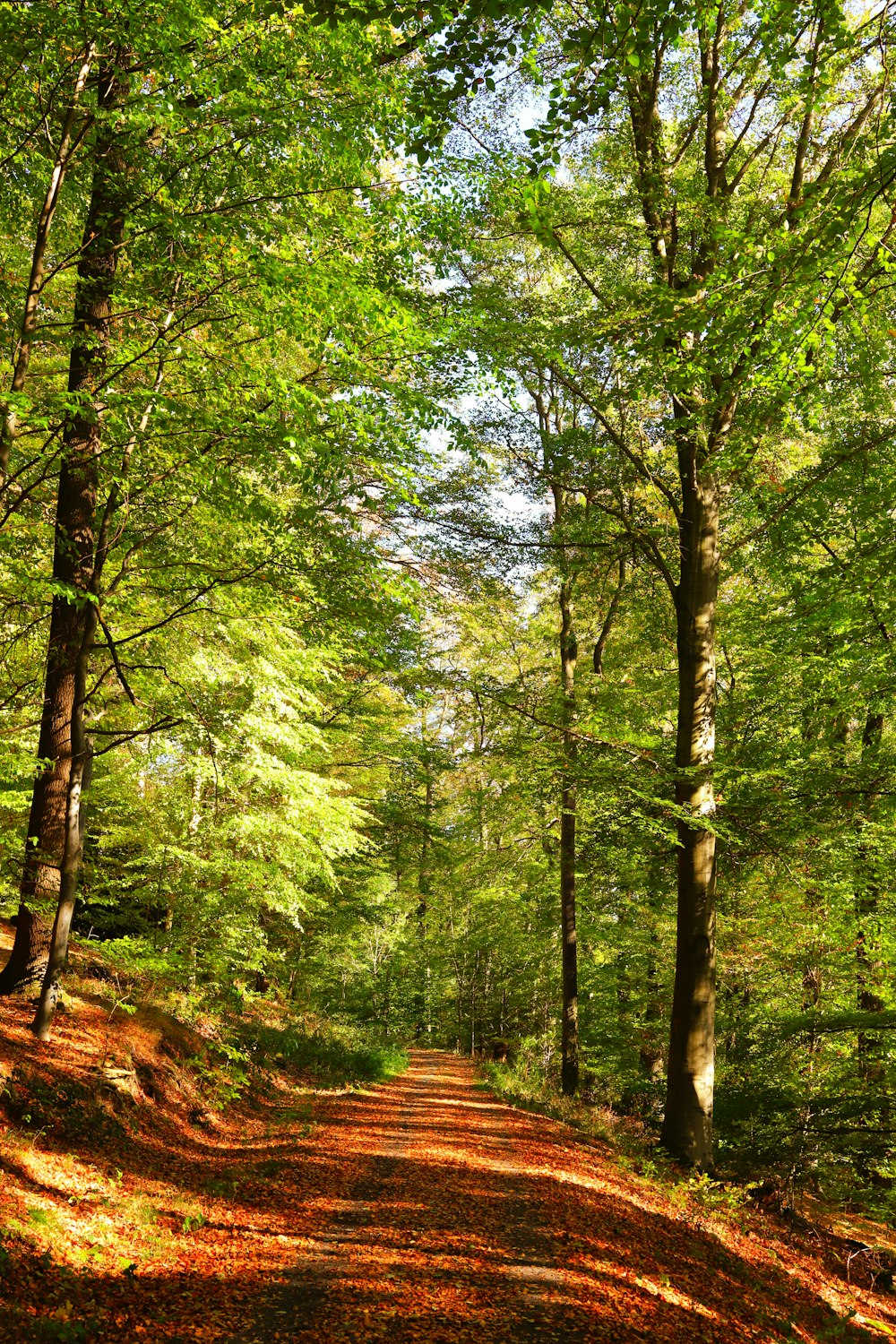 green trees on forest during daytime