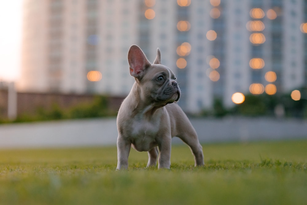 fawn pug running on green grass field during daytime