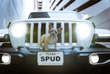 brown and white short coated dog on white and black car