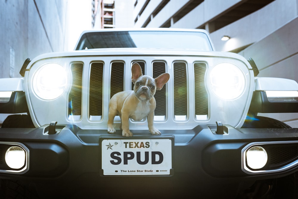 brown and white short coated dog on white and black car