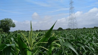A field of lush green corn plants stretching to the horizon under a partly cloudy blue sky. A tall electricity transmission tower stands prominently in the middle of the image, with power lines extending across the landscape. In the background, a few trees are visible on the outskirts of the field.