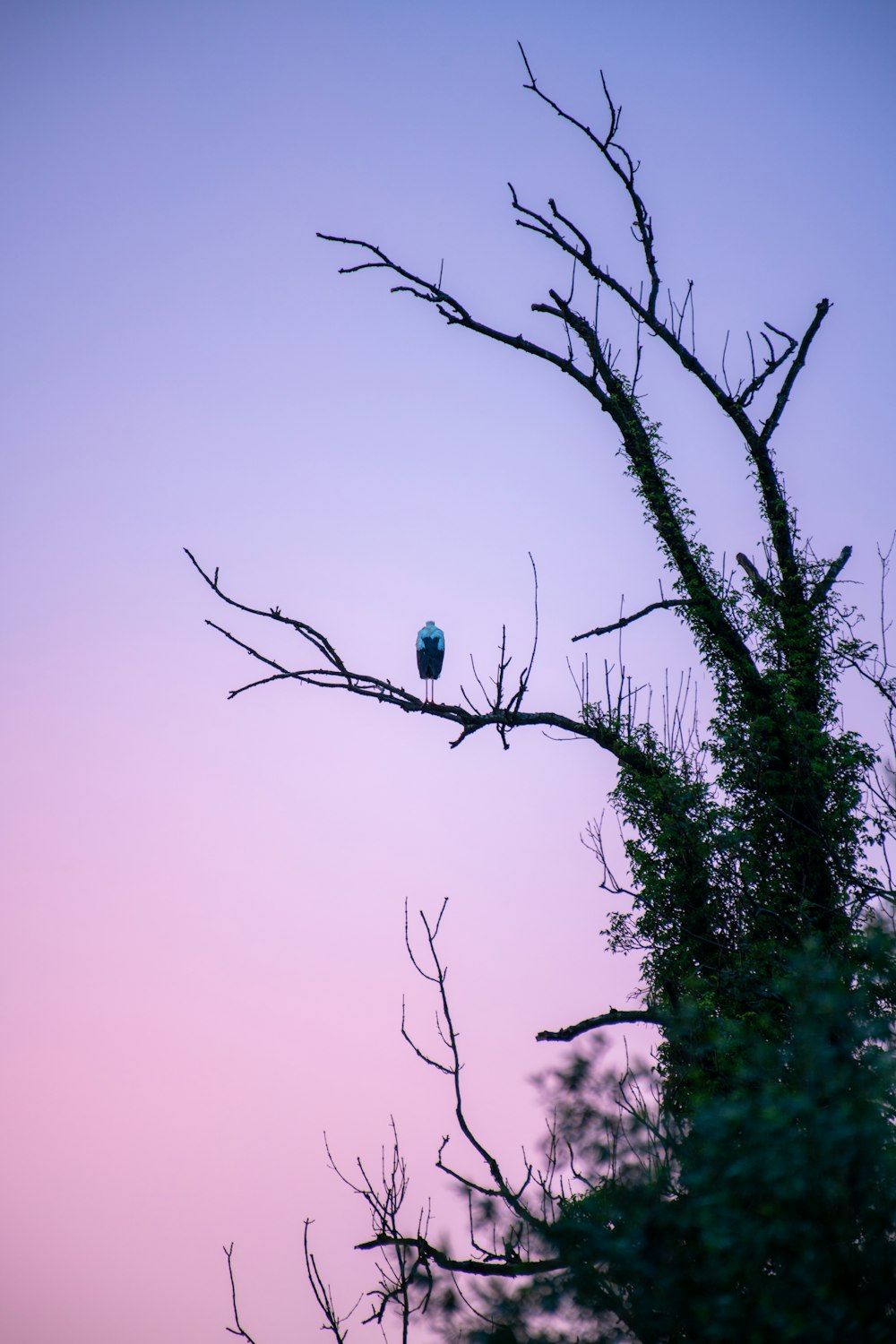 Blauer Vogel am Ast