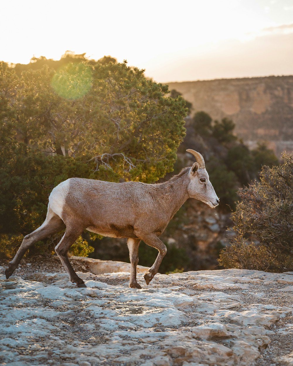 brown and white ram on gray rock during daytime