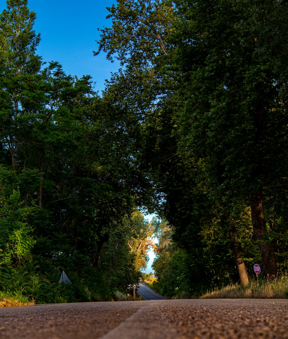 green trees under blue sky during daytime