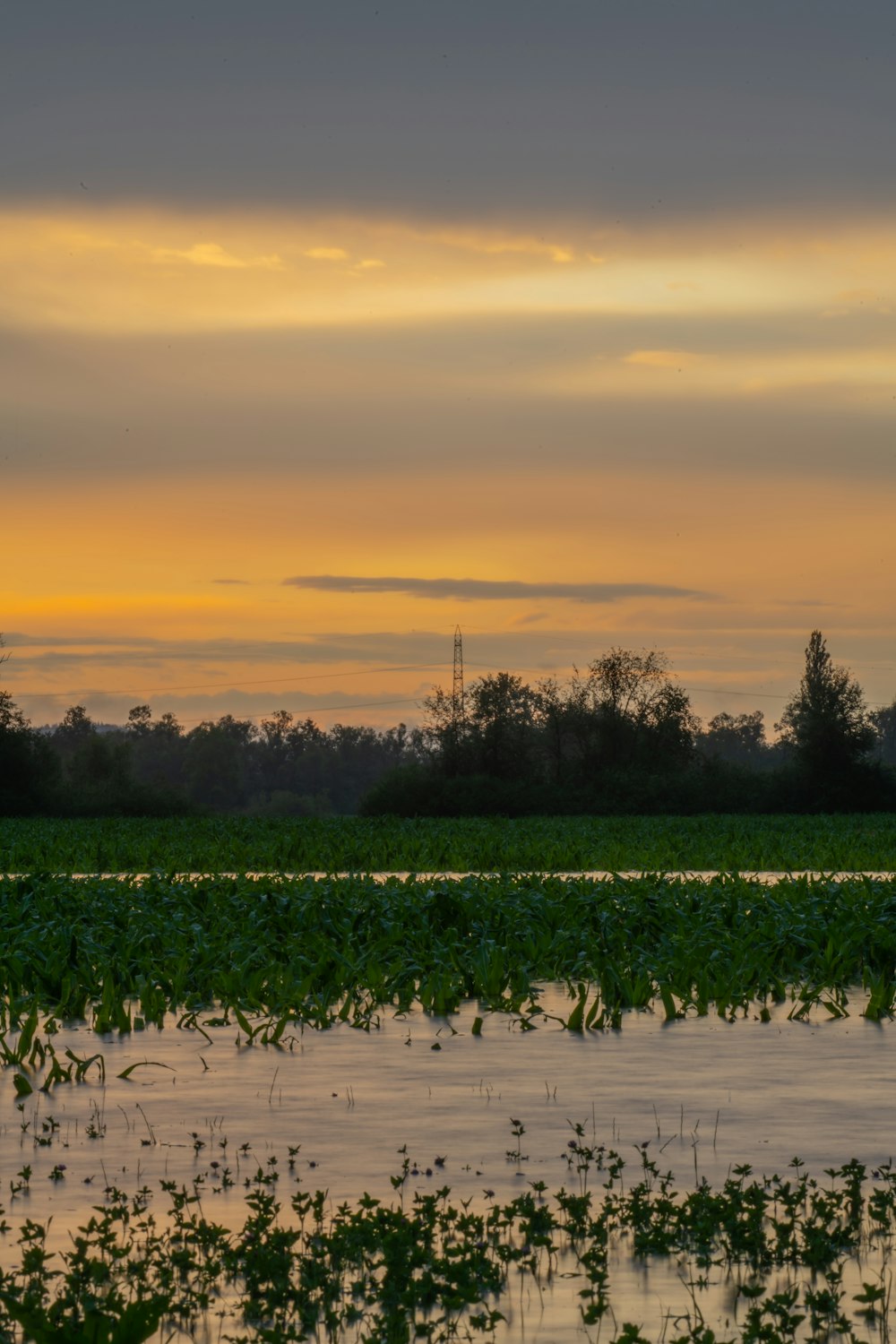 green grass field during sunset