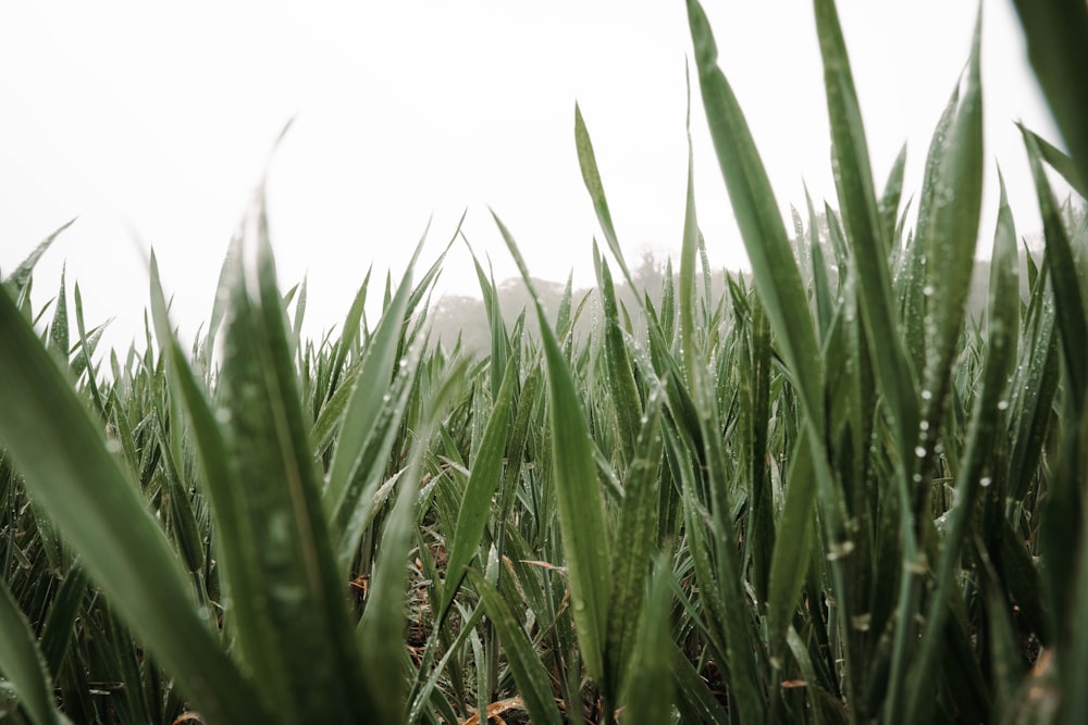 green grass field during daytime