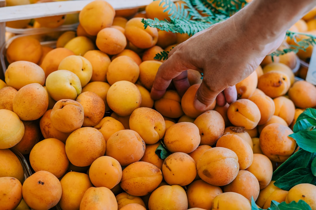person holding orange citrus fruits