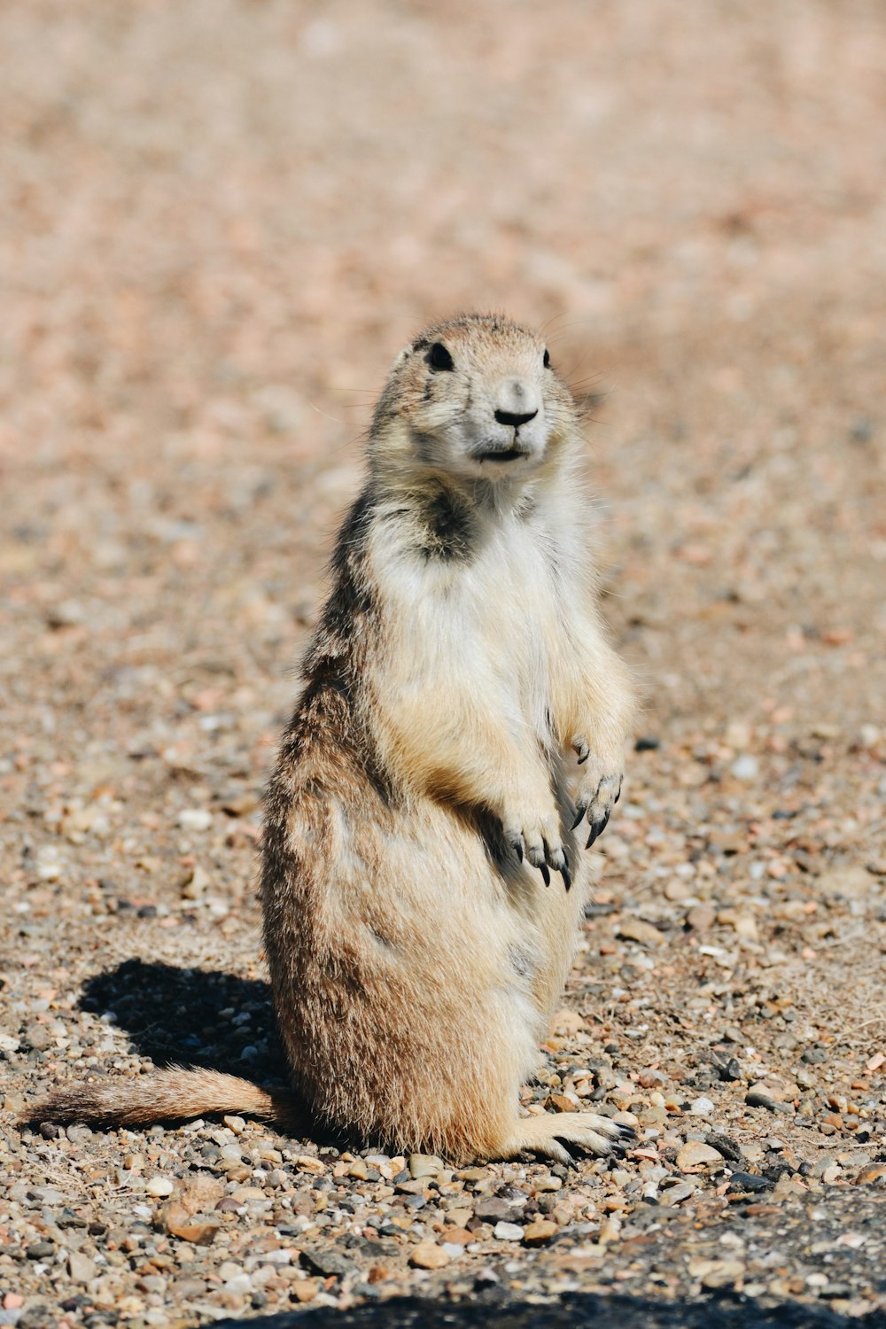 brown and white rodent on brown ground during daytime