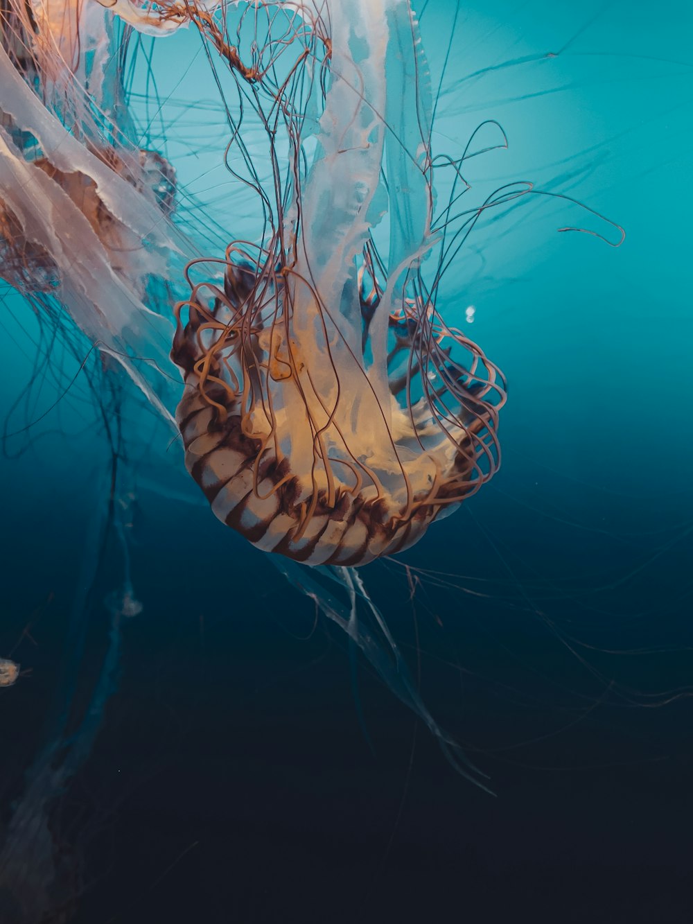 brown and white jellyfish under water