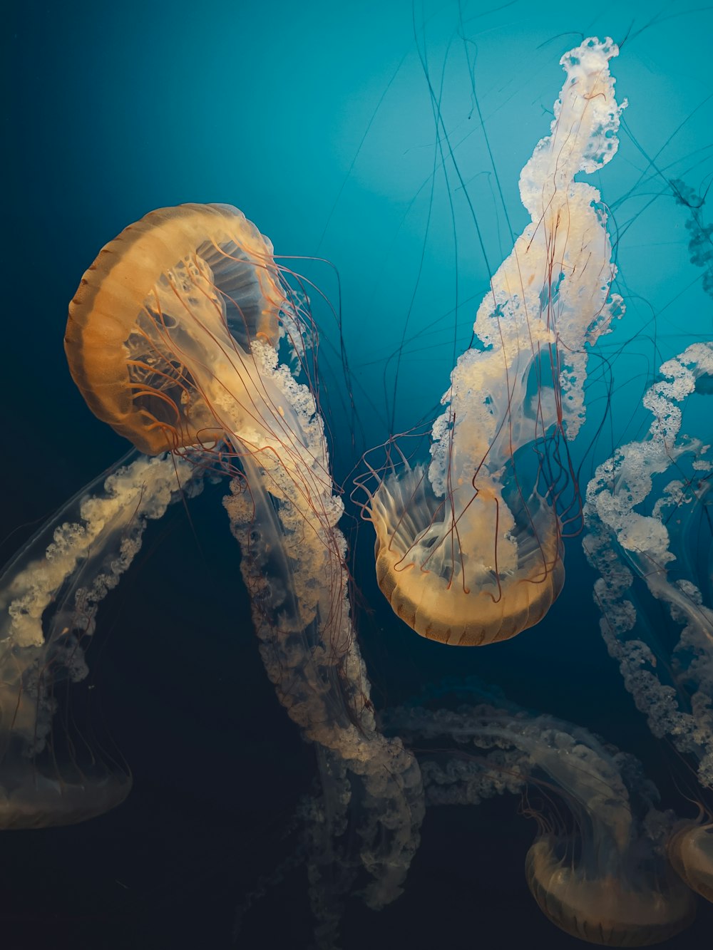 brown jellyfish in blue water