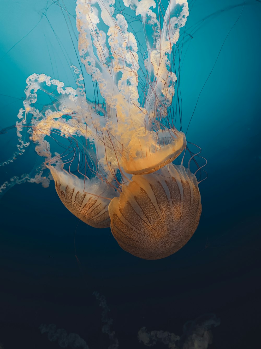 yellow jellyfish in blue water