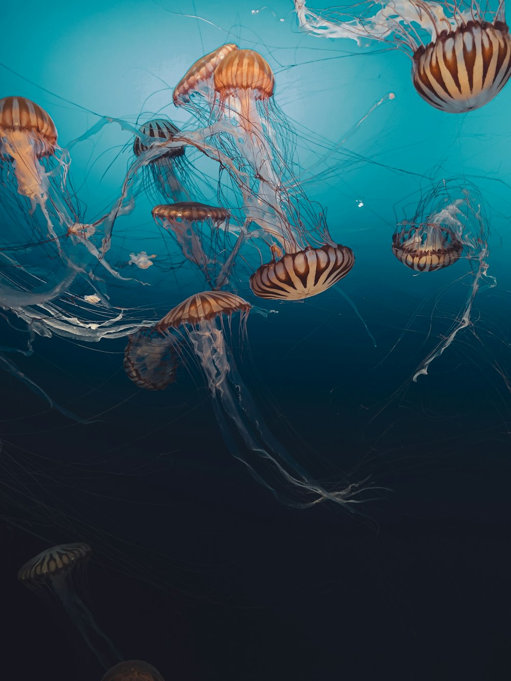 brown and white jellyfish under water