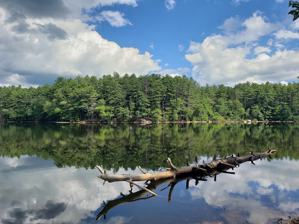 brown tree branch on lake during daytime