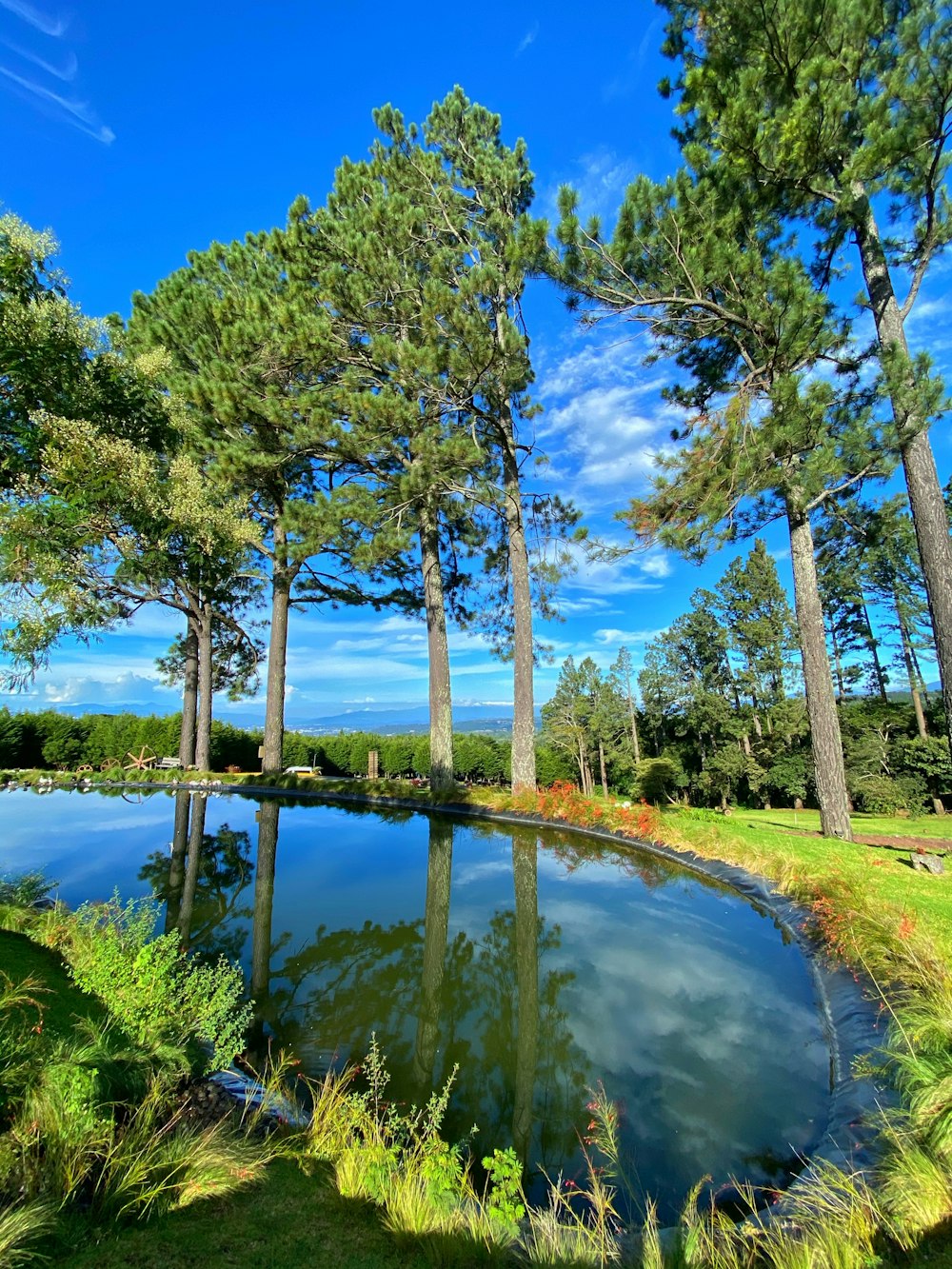 green trees beside river under blue sky during daytime