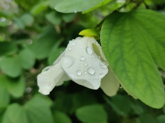 A close-up of a blooming flower with droplets of water glistening on its petals.