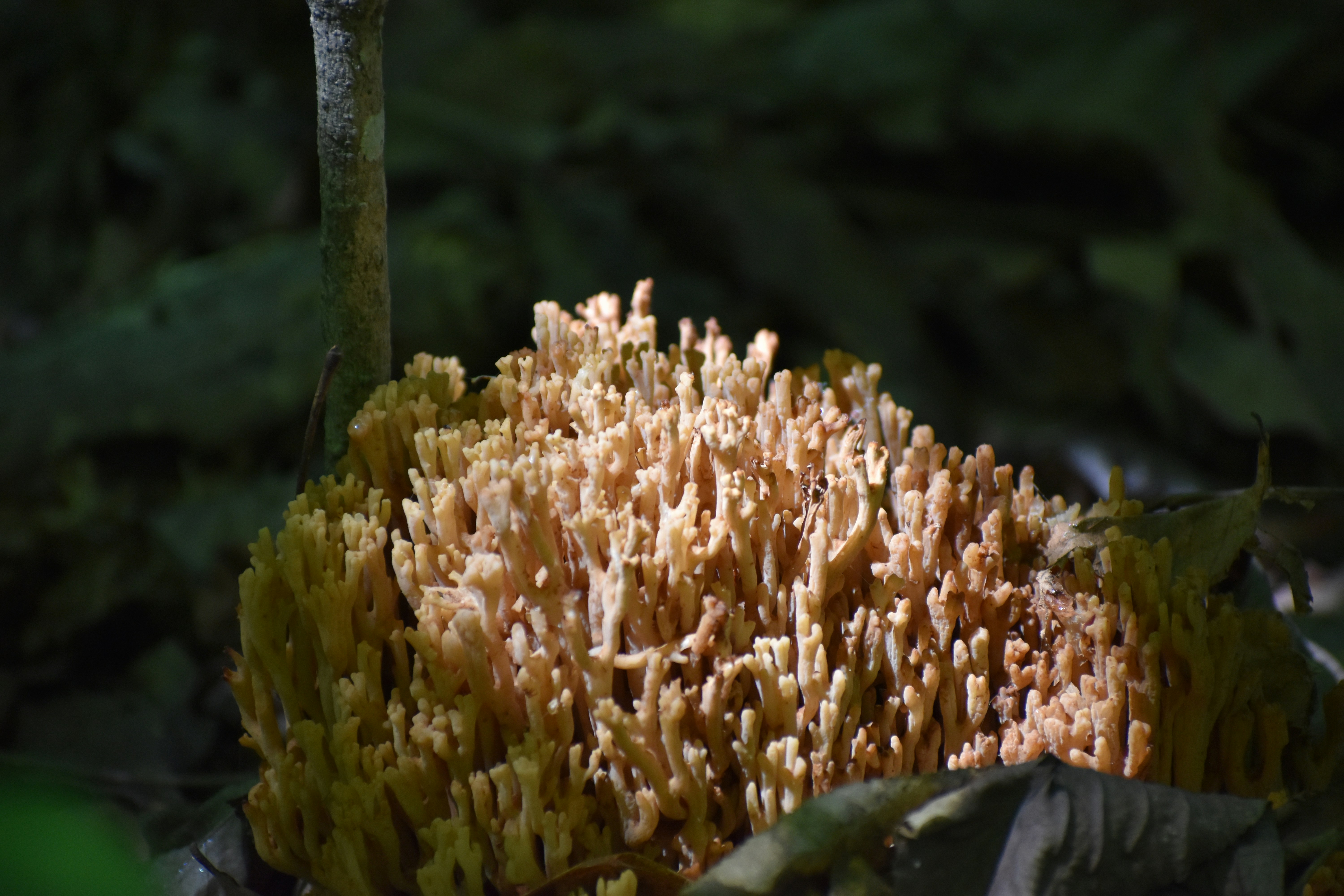 Whispers of Wonder: Experts Uncover Mushrooms That Paint the World in Fairytale Hues