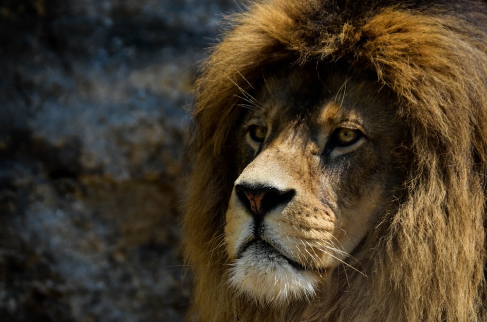 Lion brun couché sur le sol pendant la journée