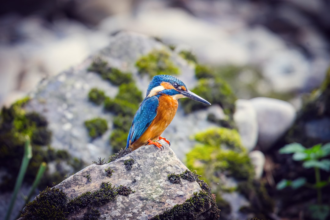 blue and brown bird on gray rock,
