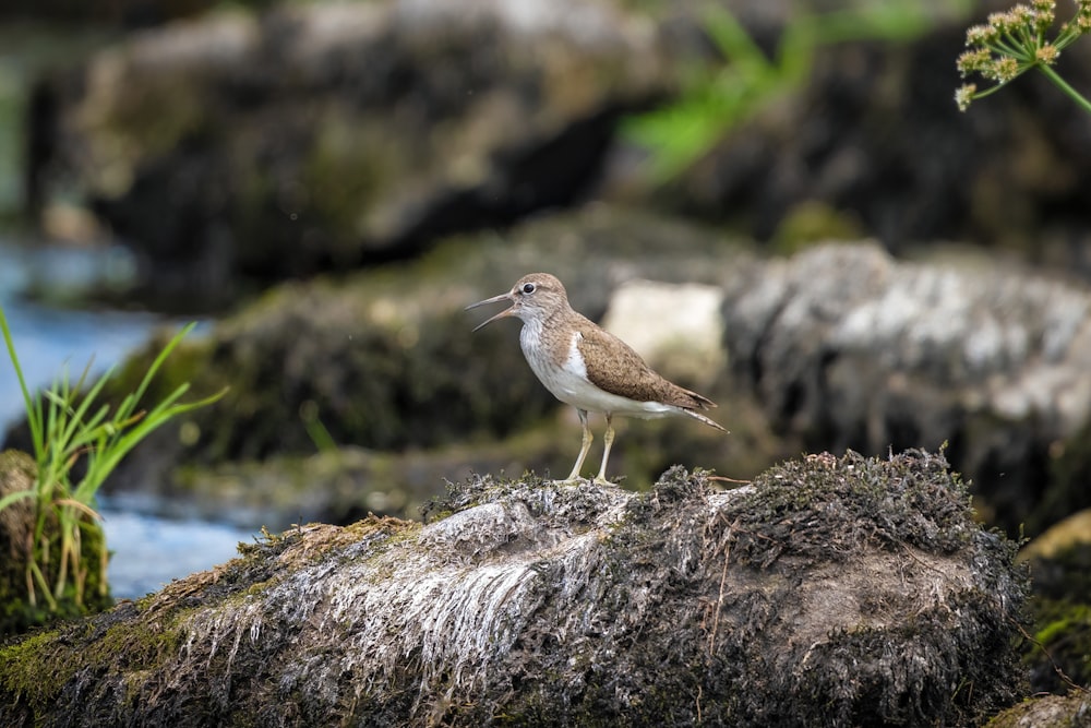 white and brown bird on brown rock