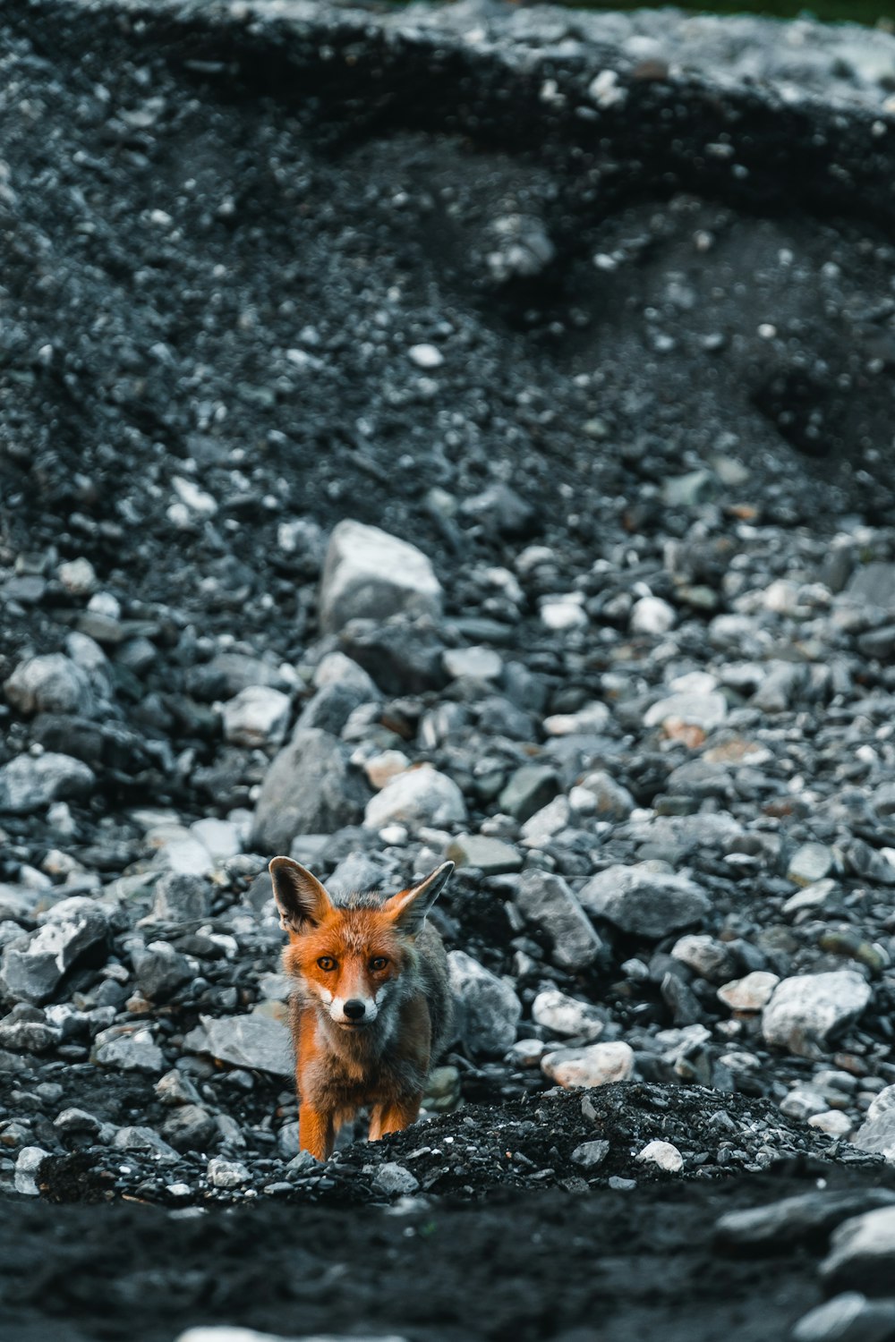 raposa marrom em solo rochoso durante o dia