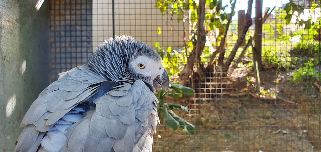 African Grey Companion