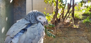 Parrot Egg Placeholder