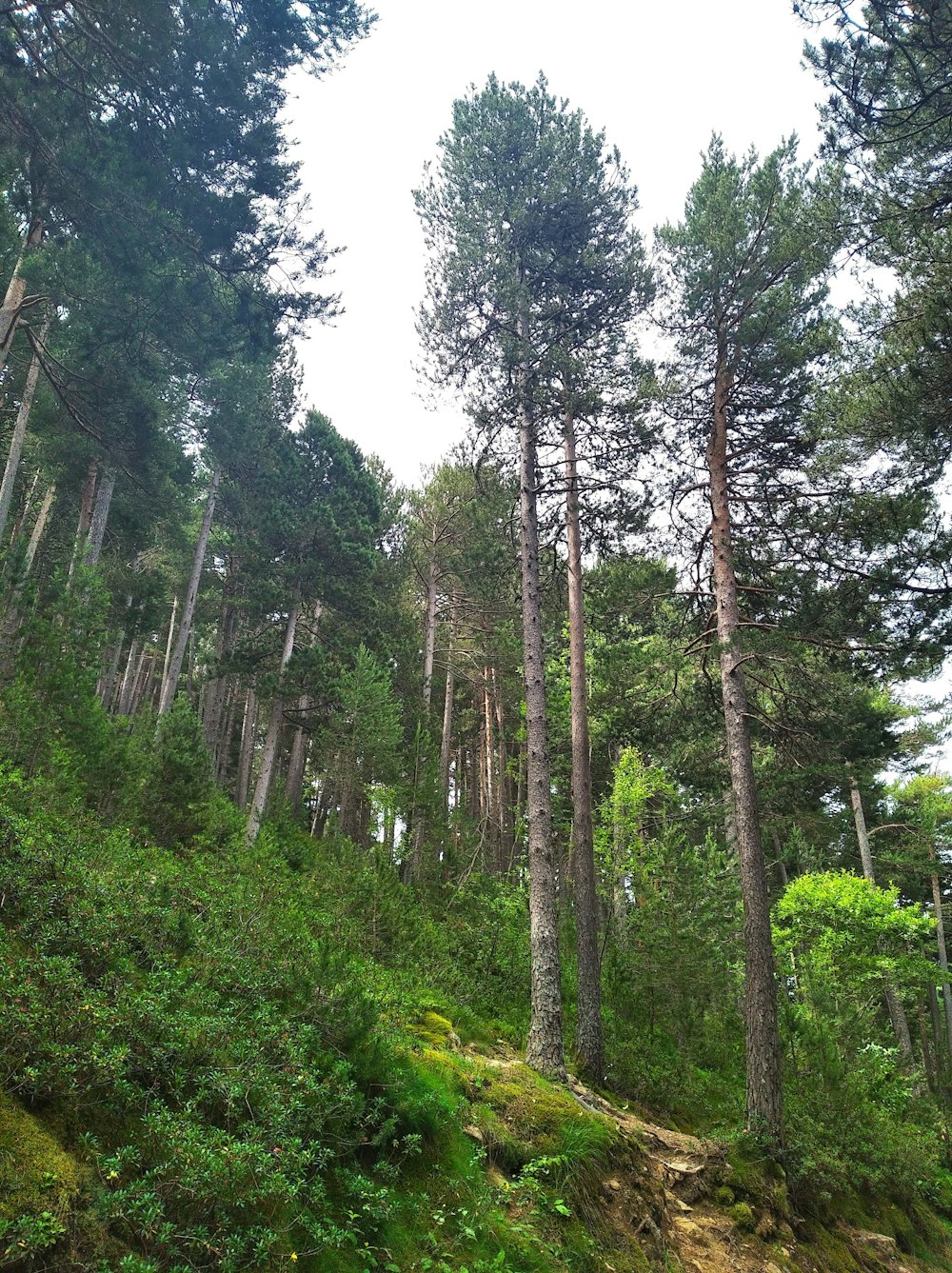 arbres verts sur la montagne pendant la journée