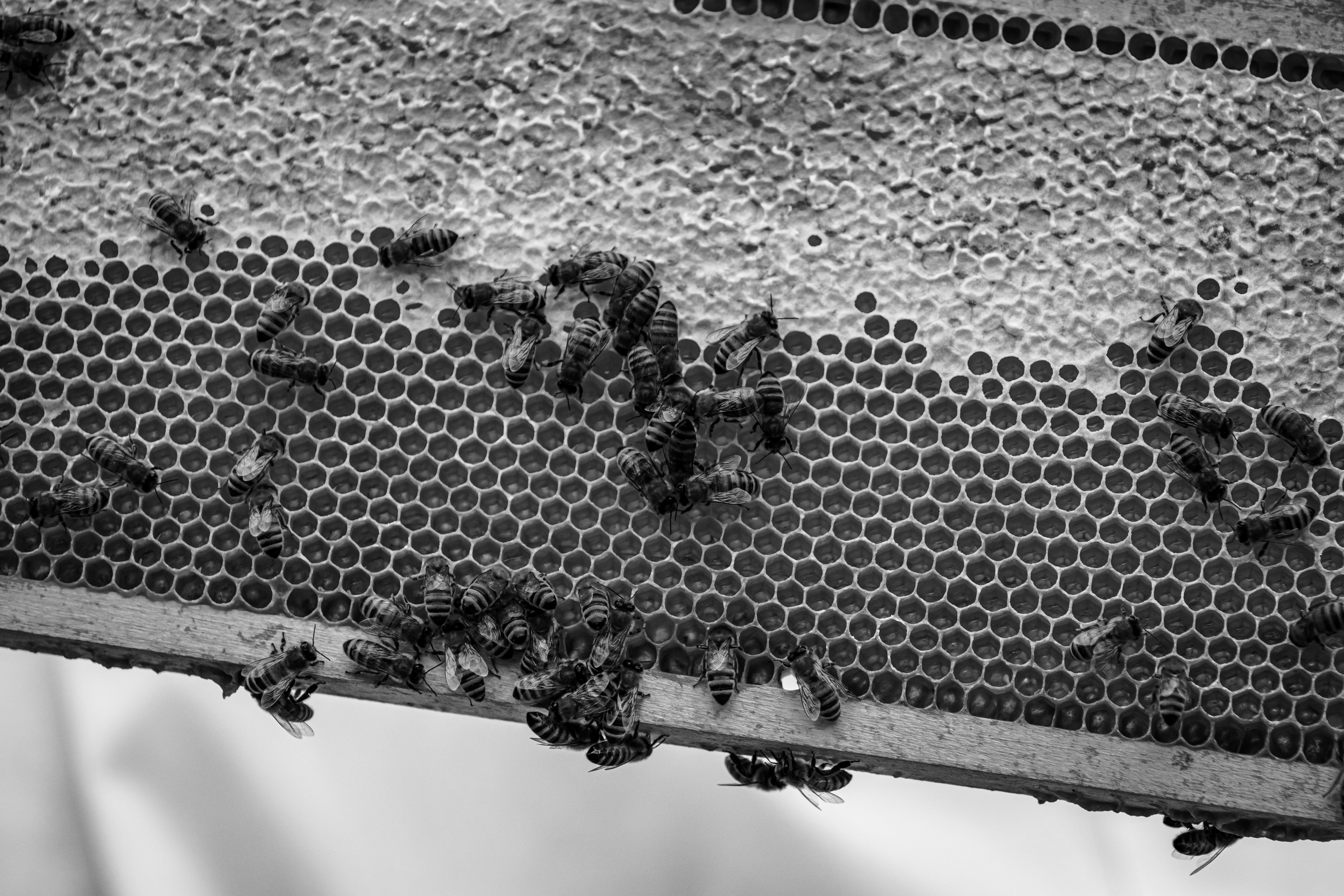 beekeeper controls his bee colonies