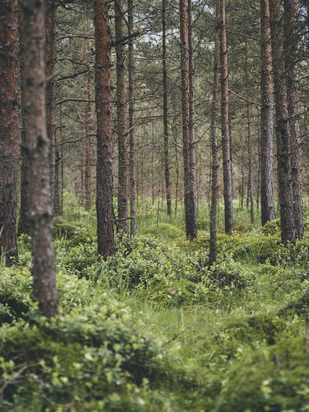 green grass and brown trees