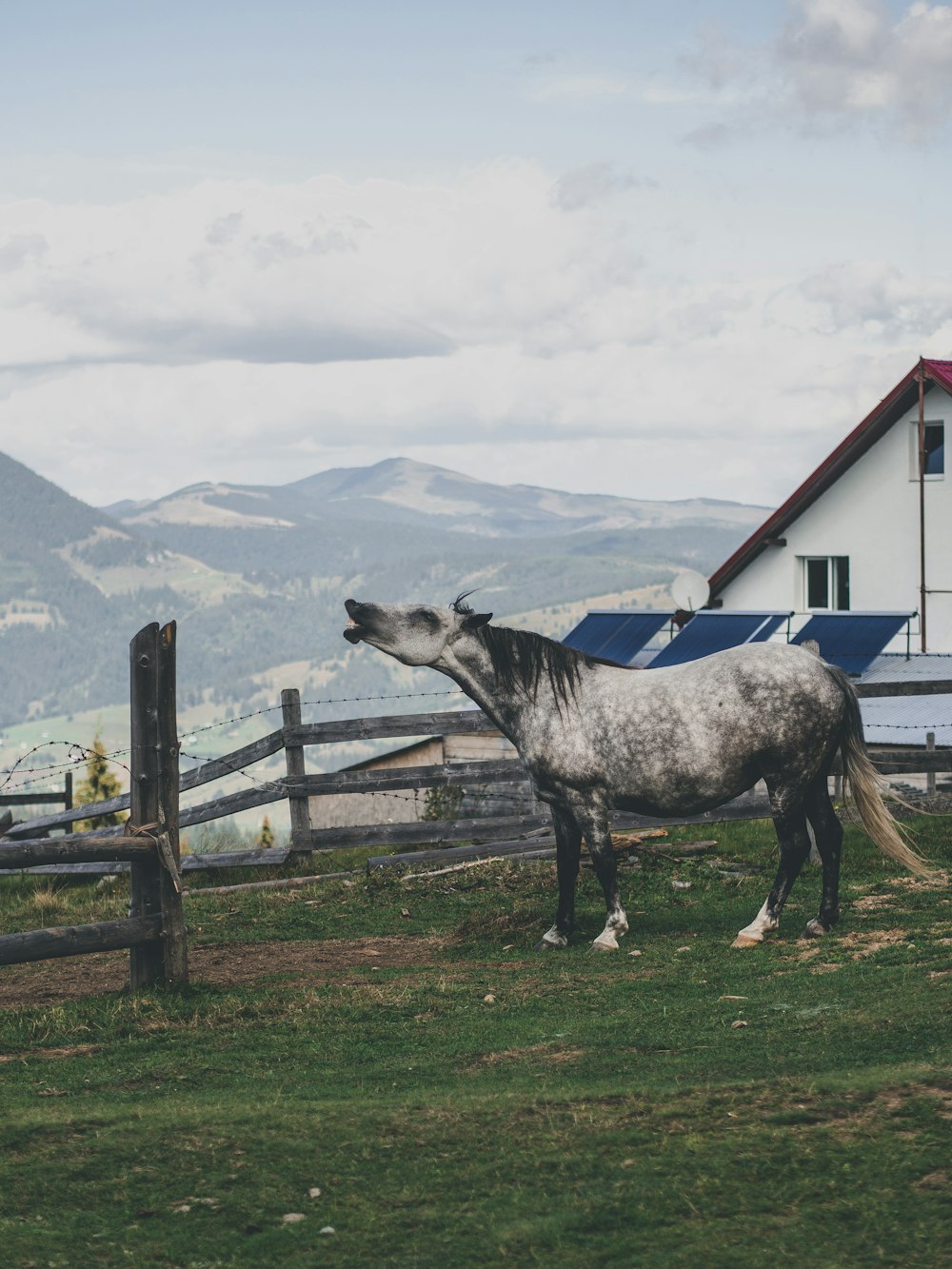 white and black horse on green grass field during daytime