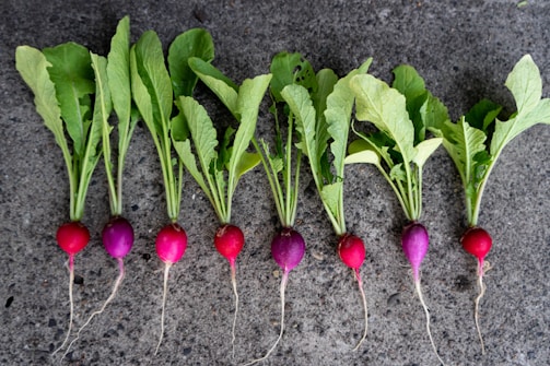 Fresh radishes growing in neat rows within a bright greenhouse environment.
