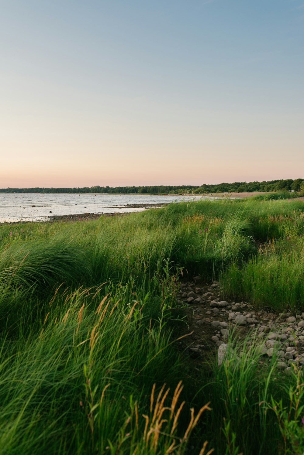 green grass near body of water during daytime