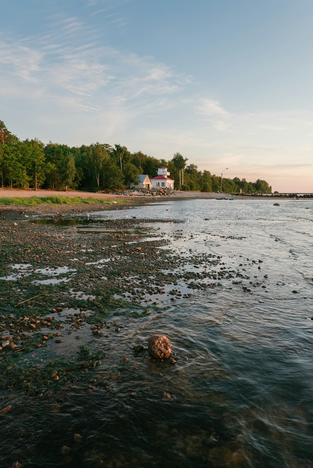 green trees beside body of water during daytime