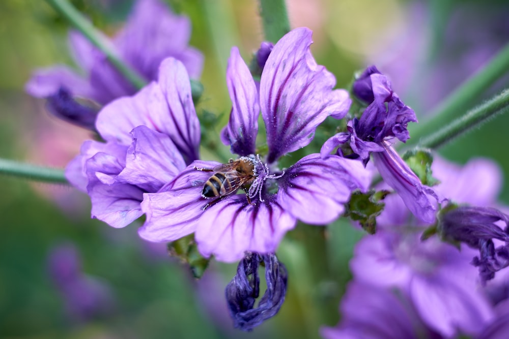 purple flower with bee on top