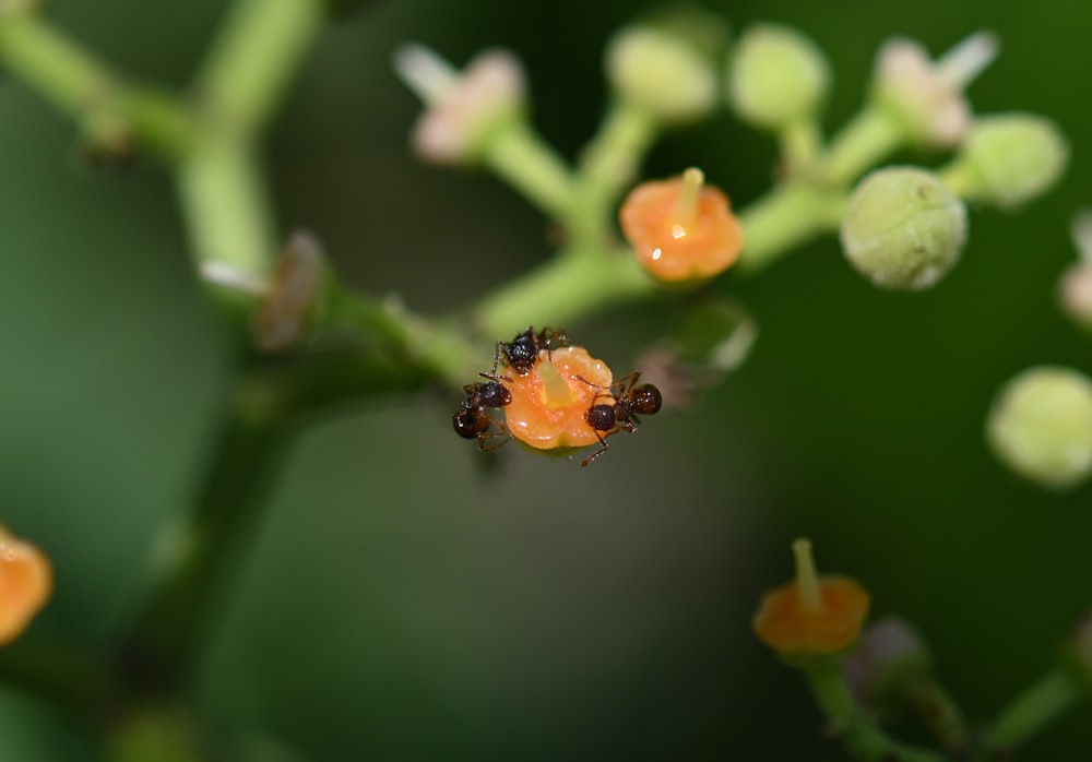 orange and black ant on green plant