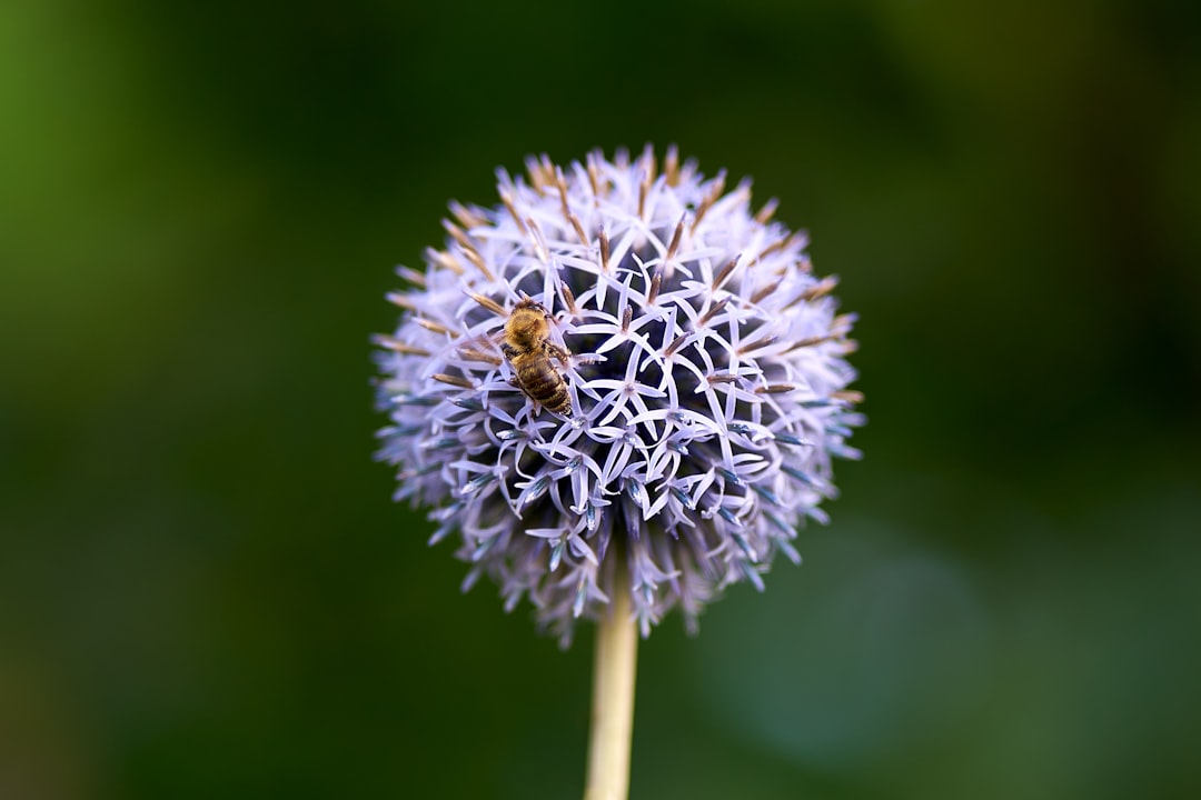 white dandelion in close up photography