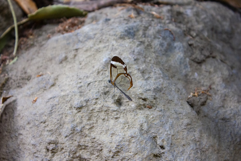 bague en or sur roche grise