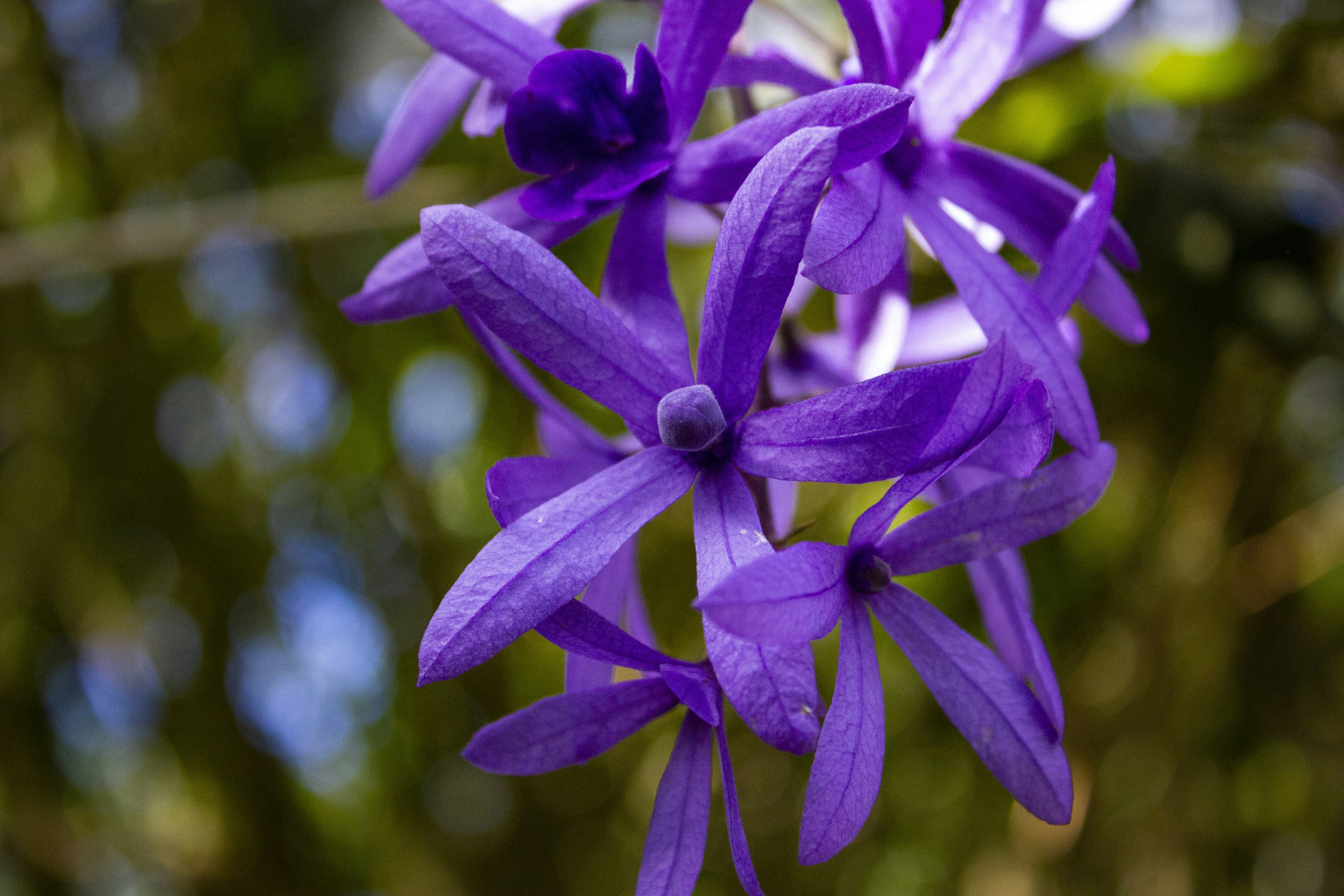 Purple flower in tilt shift lens photo Free Guatemala Image on Unsplash