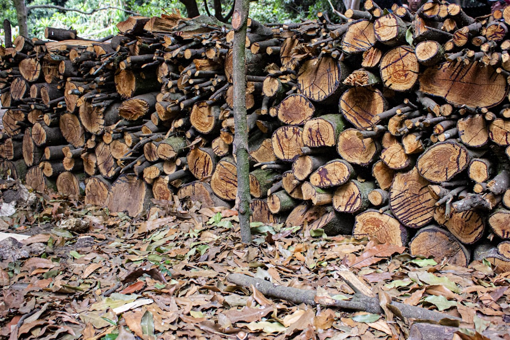 brown tree logs on green grass field during daytime