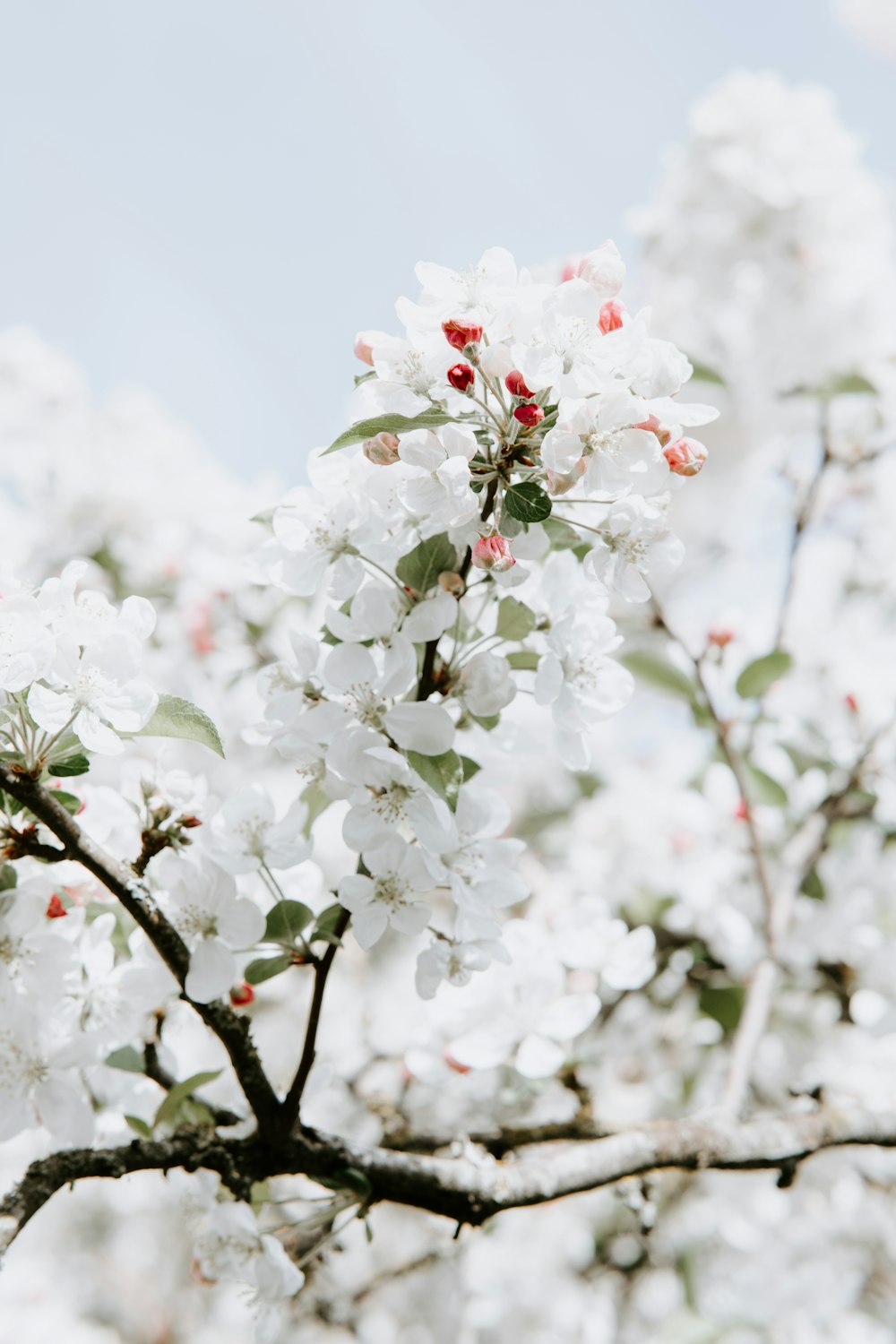 クローズアップ写真の白い桜