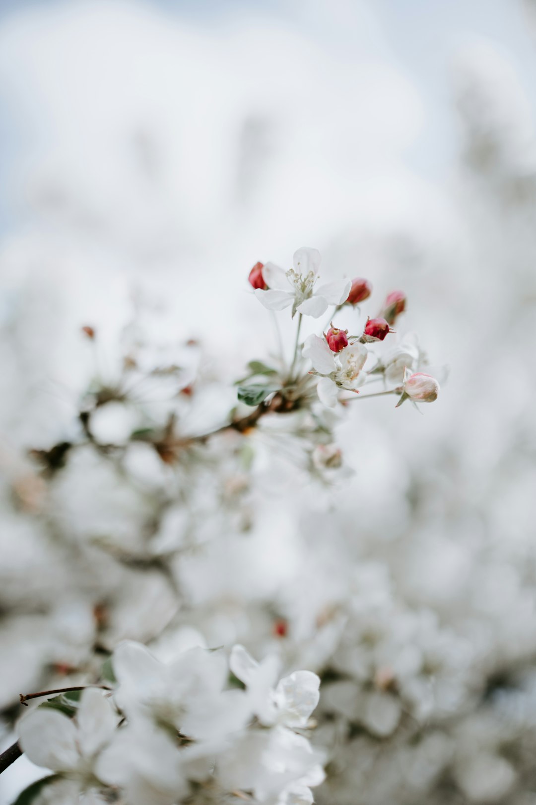 white and red flower in tilt shift lens