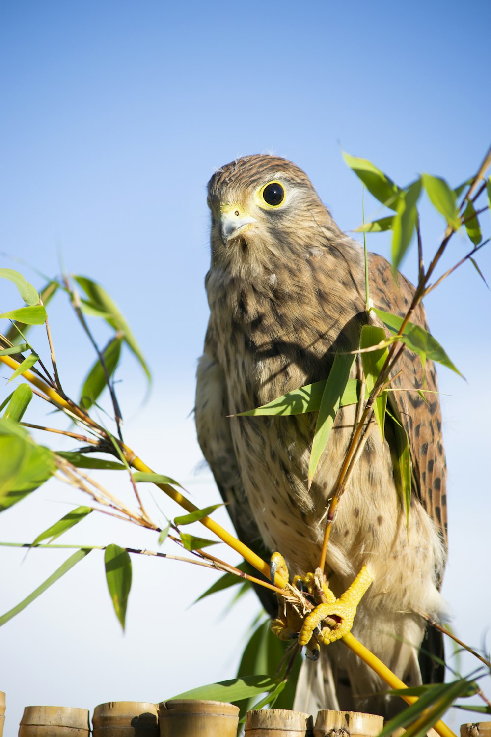 brown and white owl perched on green plant during daytime