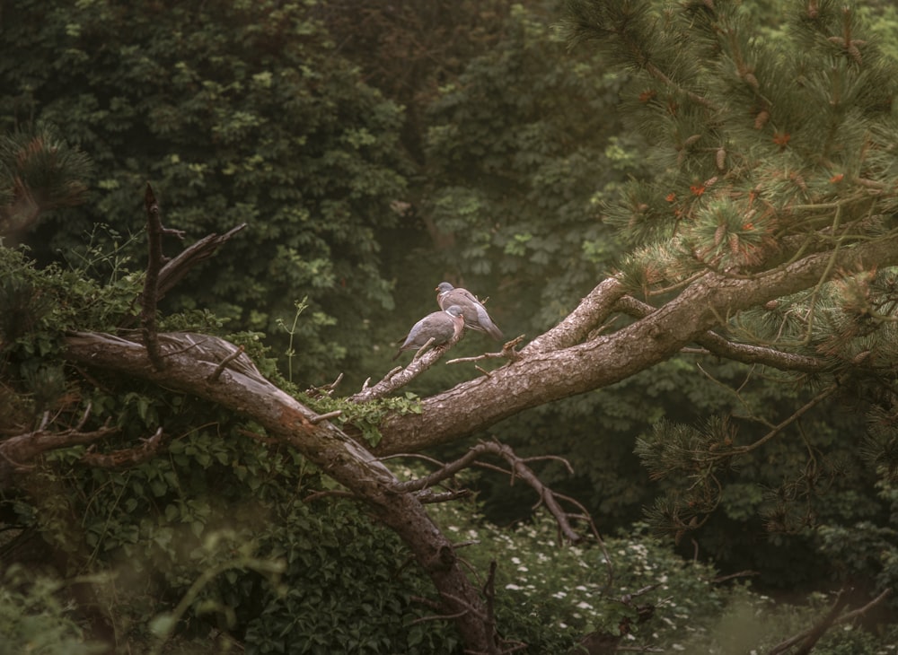 two brown birds on brown tree branch during daytime