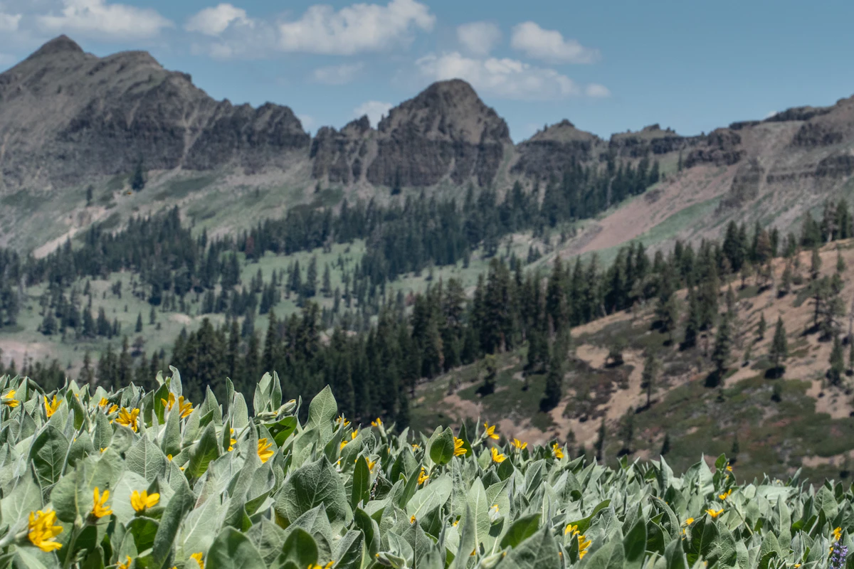 Yellow wildflowers in front of pine forest and a jagged ridge near Olympic Valley
