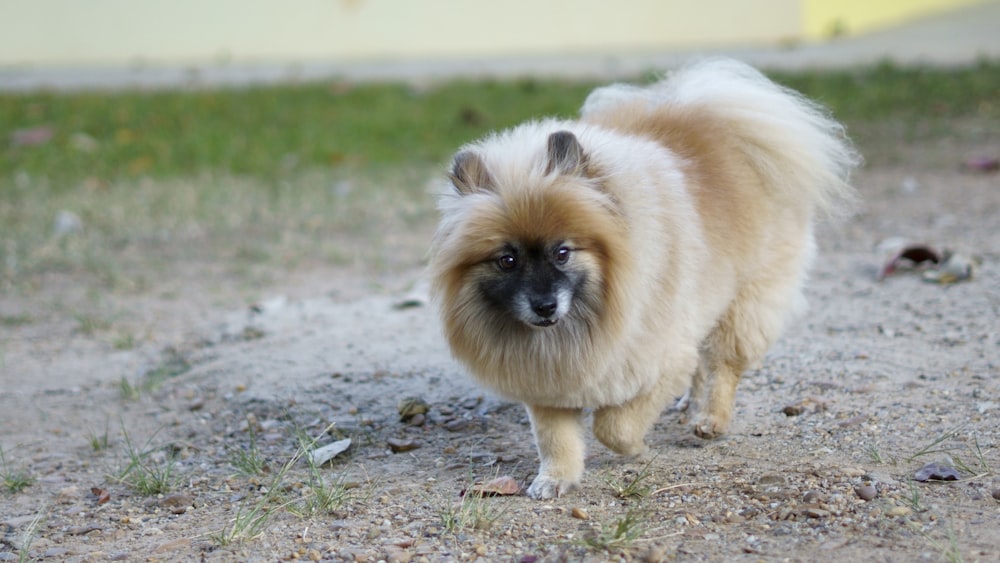 brown pomeranian on gray sand during daytime