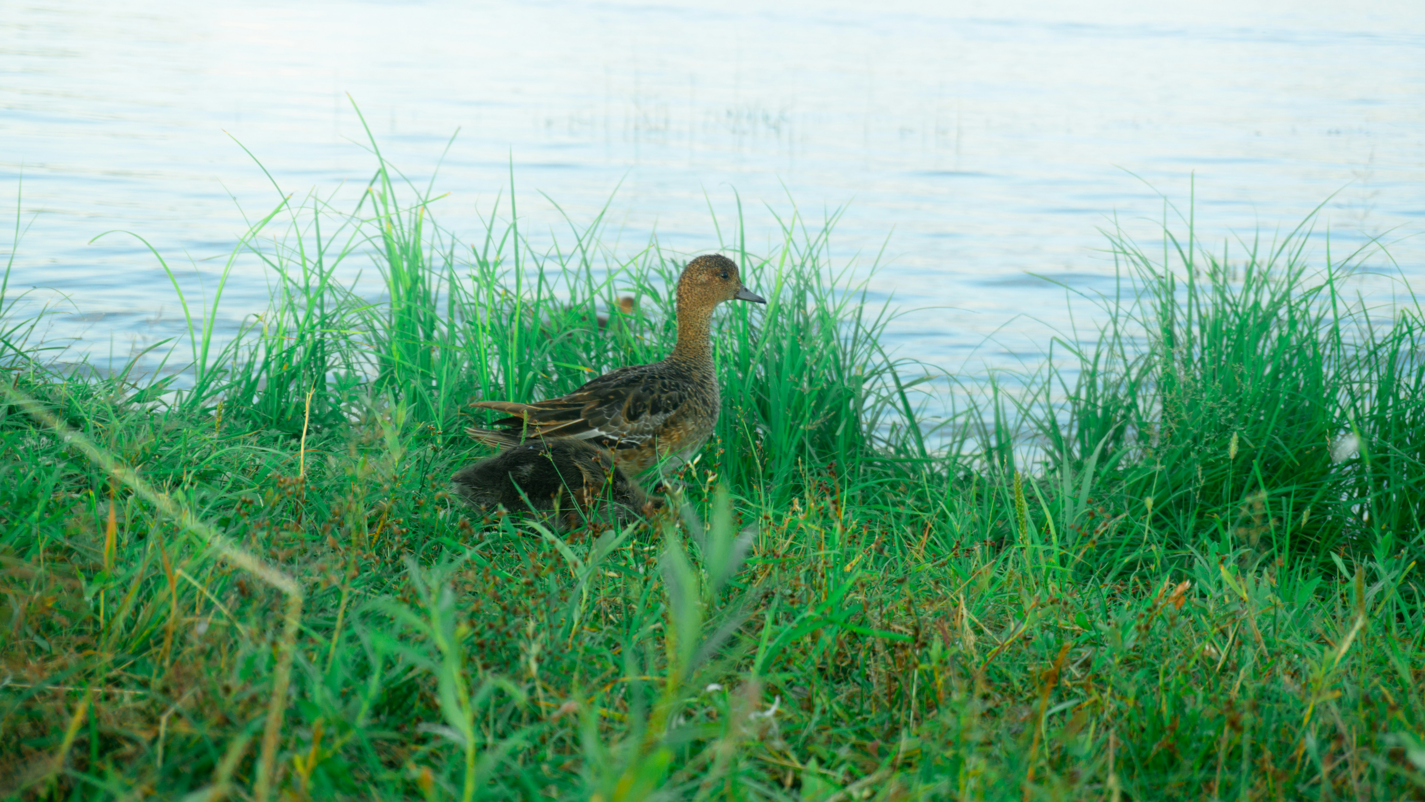 Photo by antohakraev