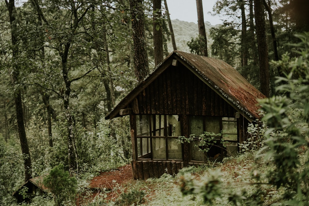 casa de madeira marrom na floresta