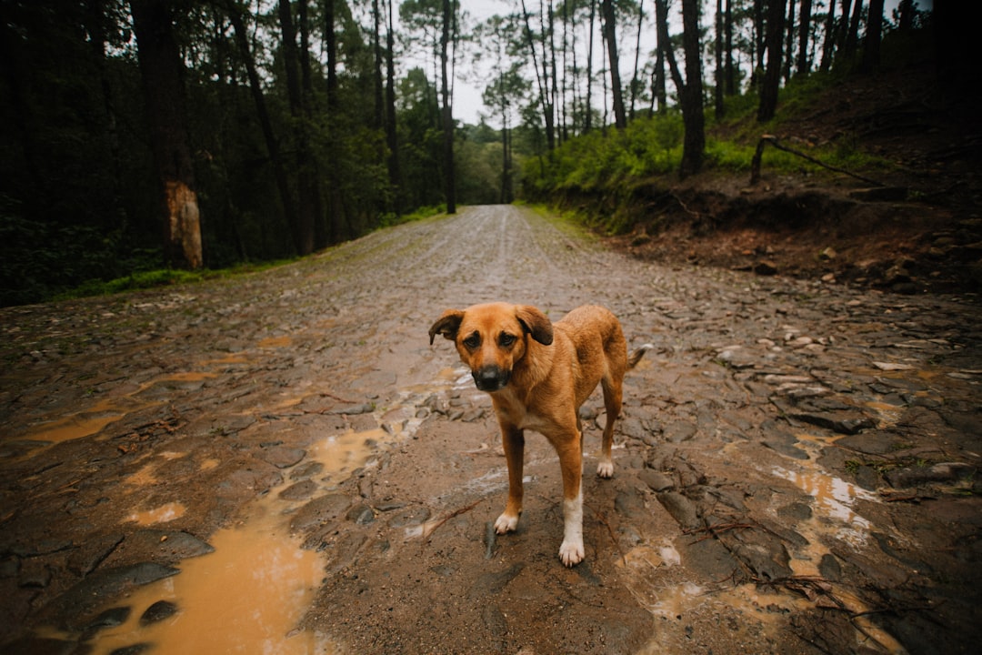 brown short coated dog on brown dirt road during daytime