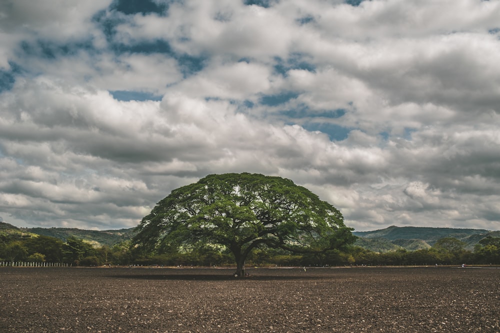 green trees under white clouds and blue sky during daytime