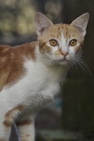A close-up of a ginger and white cat with striking amber eyes. The cat appears to be looking attentively into the distance. Its fur looks soft and well-groomed, with the background being blurred, likely an outdoor setting.
